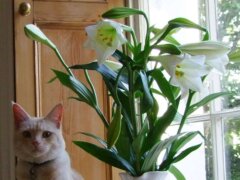 cat beside lilies