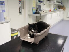 cat in carrier in vet office