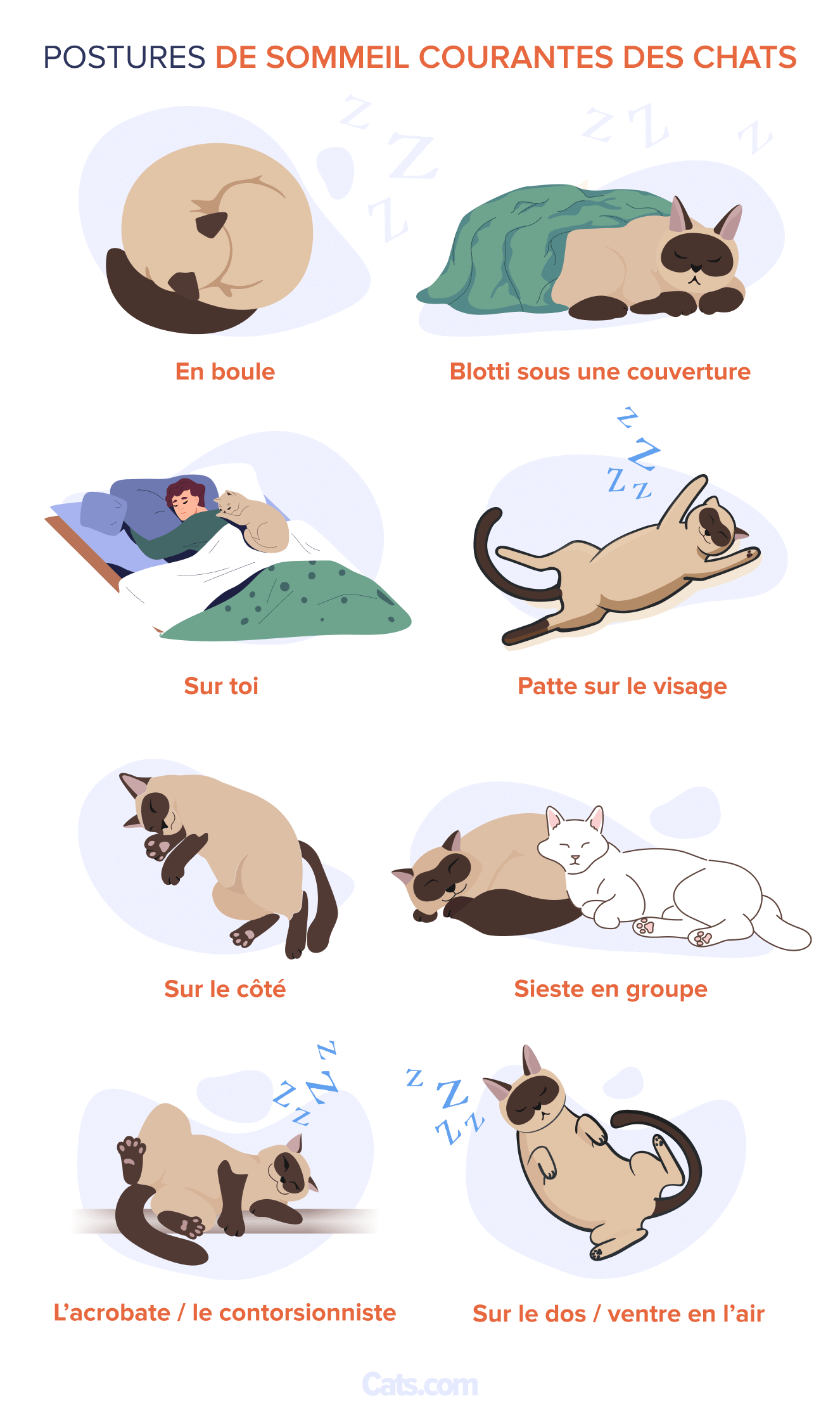 Tableau des positions de sommeil du chat
