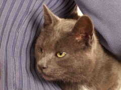 cat with eye problem vet holding