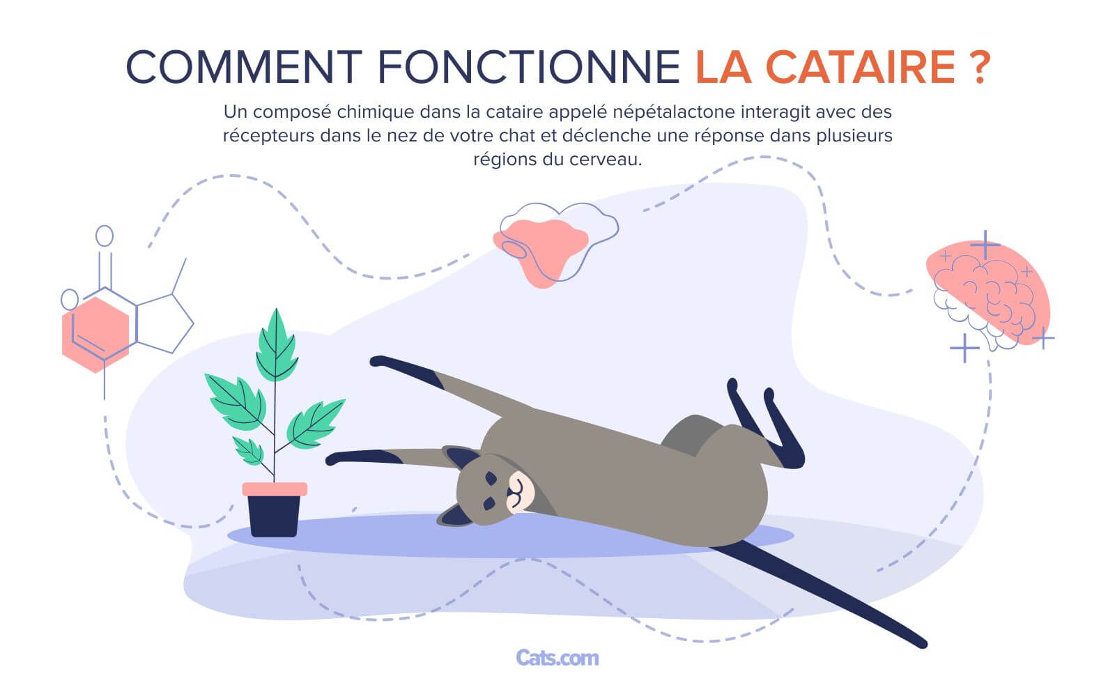 Comment fonctionne l'herbe à chat ?