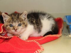kitten
