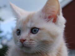 kitten with blue eyes looking away