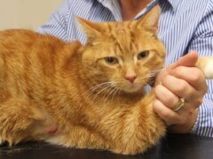 orange cat vet holding cat paw