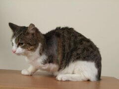 sad looking cat