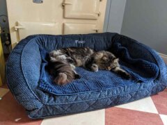 sad looking cat in the bed