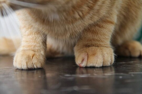 Comment traiter un chat avec une patte enflée