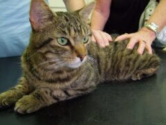 tabby cat in vet table