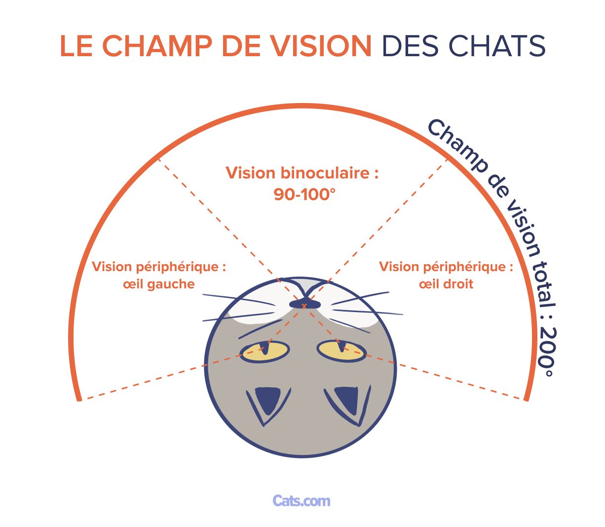 Champ de vision.