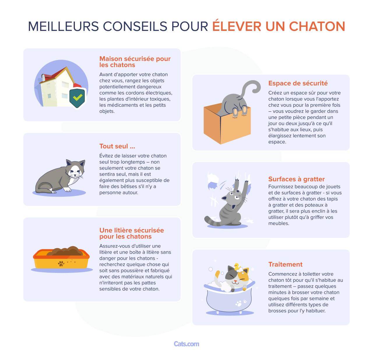 Image présentant les meilleurs conseils pour élever un chaton.