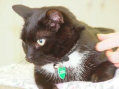 white black cat with collar