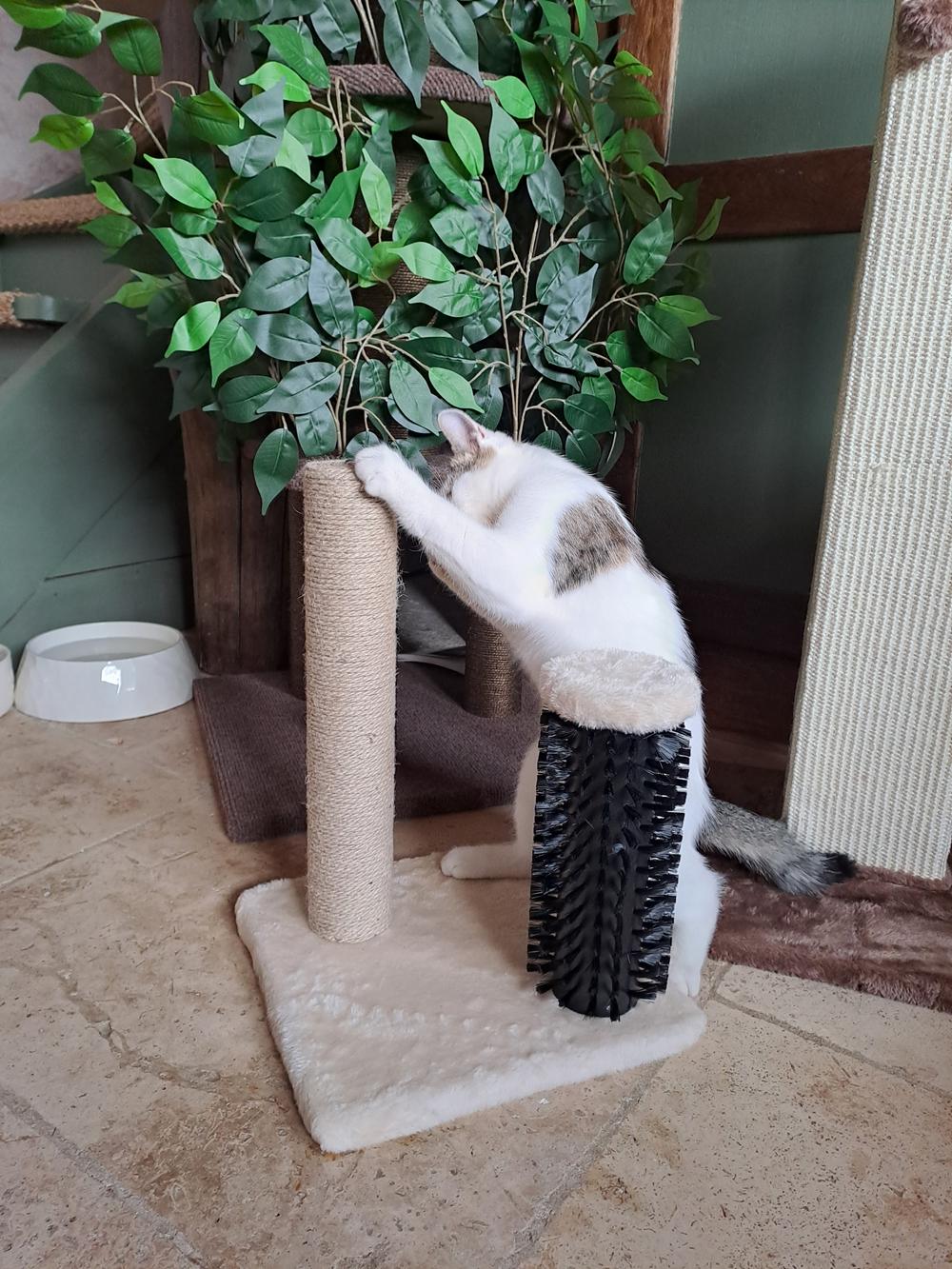 Amazon Basics Petit griffoir avec brosse.