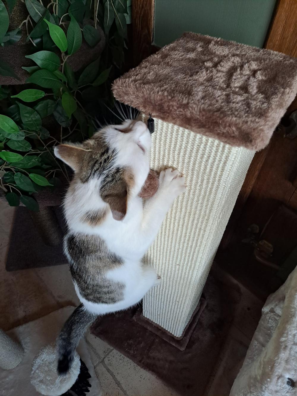 Amazon Basics Poteau à chat avec jouet.