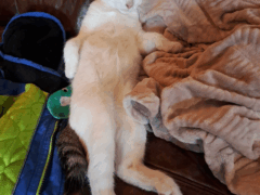Assurances pour chat comparées