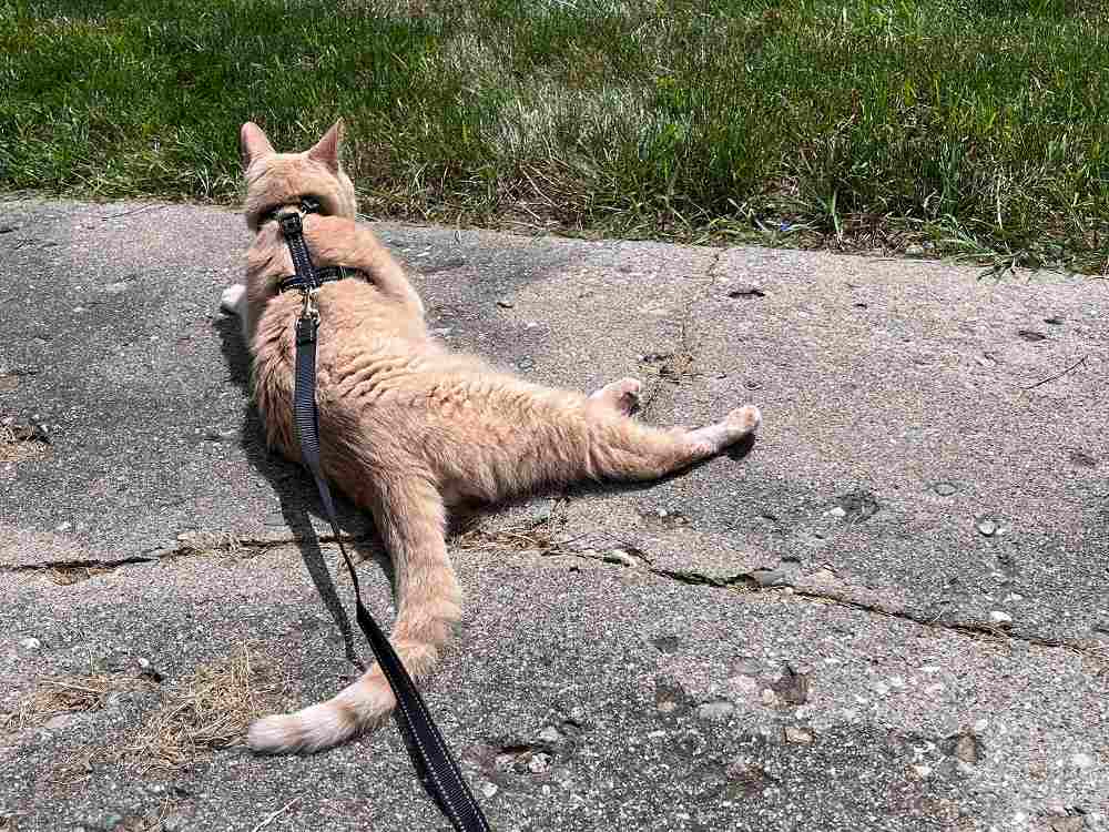 Harnais et laisse pour chat BEAUTYZOO