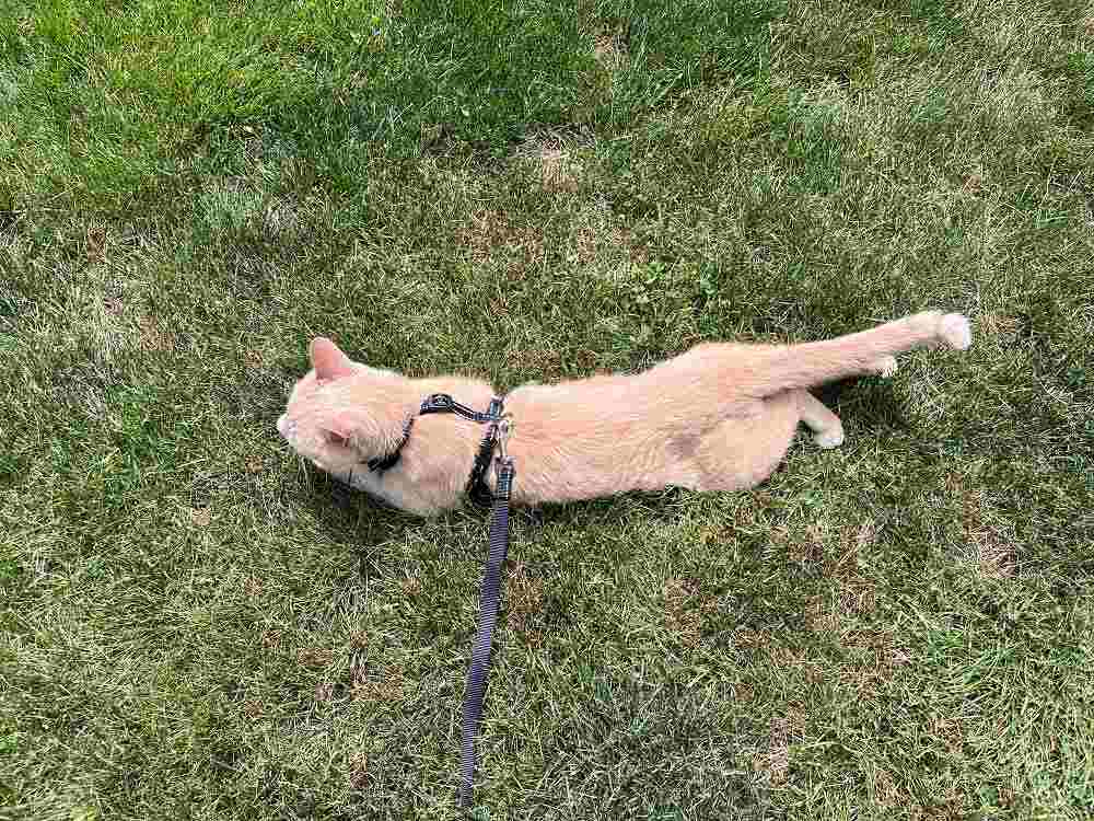 Harnais et laisse pour chat BEAUTYZOO