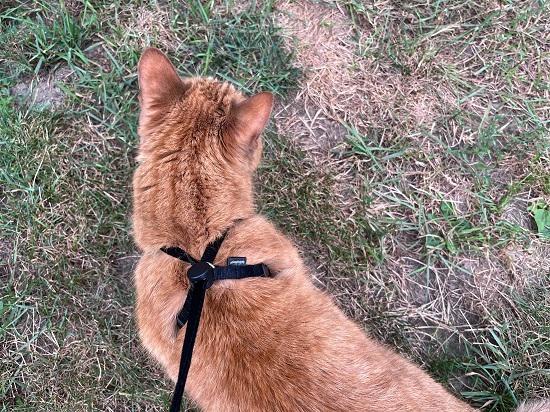 Houdini Escape R/esistant Cat Harness and Leash