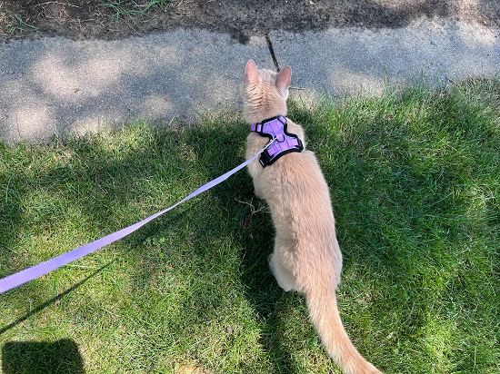 Rabbitgoo Cat Harness and Leash