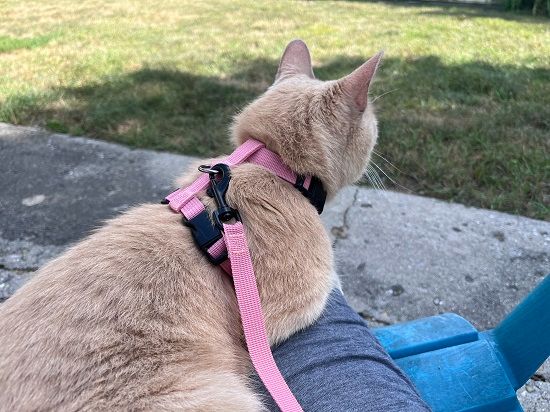 Voyager Step-In Adjustable Cat Harness