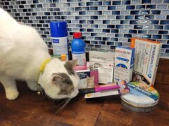Best-Flea-Treatments-for-Cats
