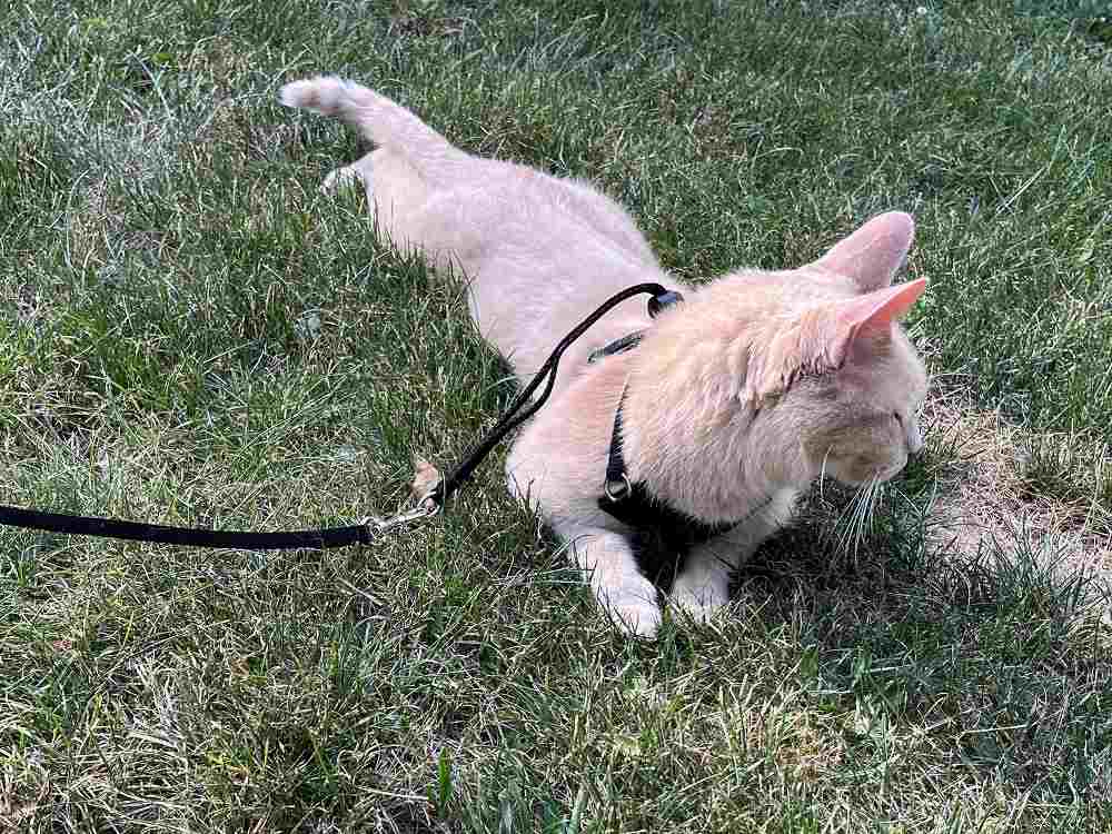 Houdini Escape R/esistant Cat Harness and Leash