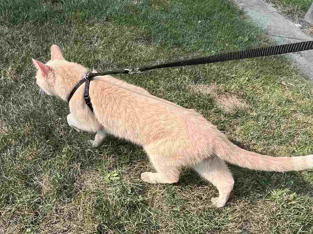 Houdini Escape R/esistant Cat Harness and Leash