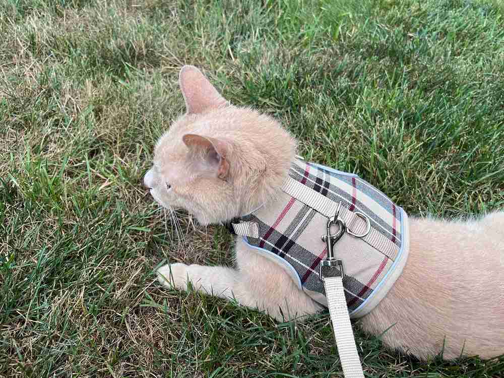 Harnais-gilet pour chat PUPTECK en maille douce