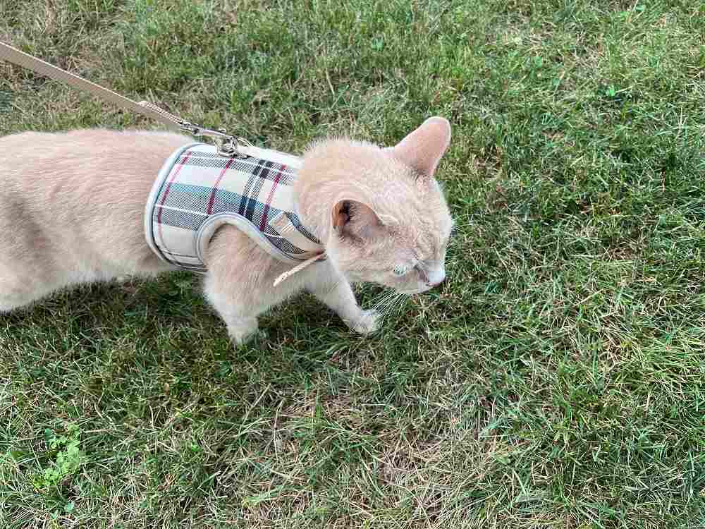 Harnais-gilet pour chat PUPTECK en maille douce