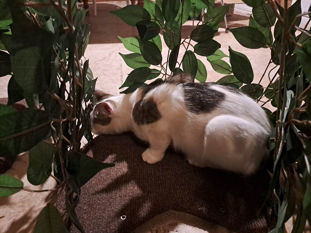 Priorpet Arbre à chat 4 niveaux et 3 poteaux à griffer avec feuilles.