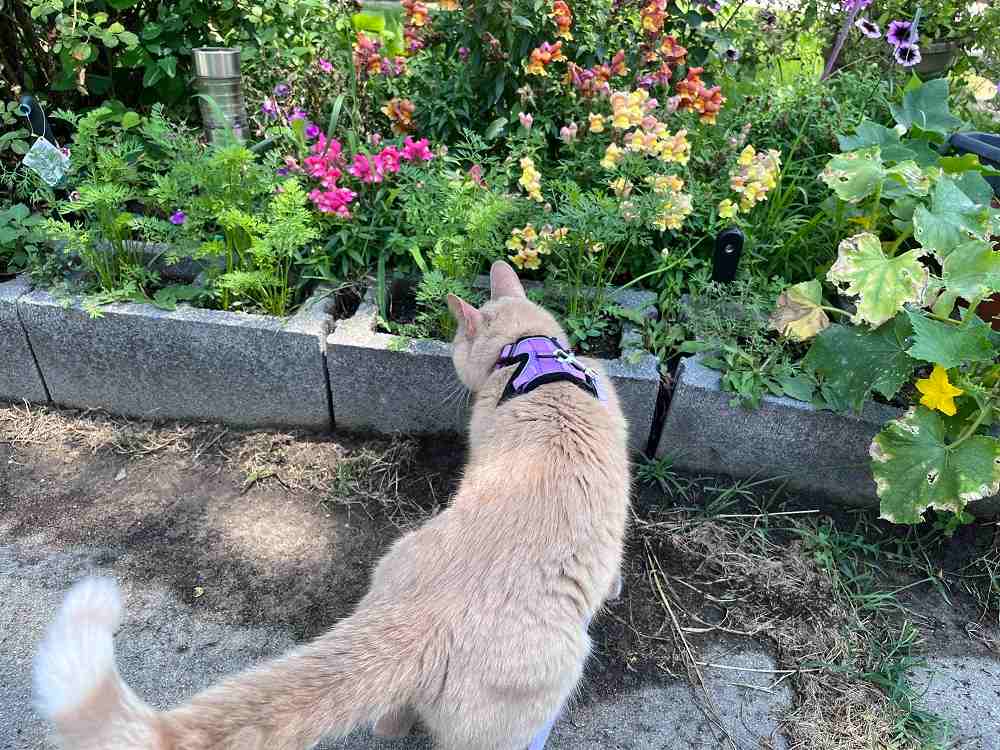 Rabbitgoo Cat Harness and Leash