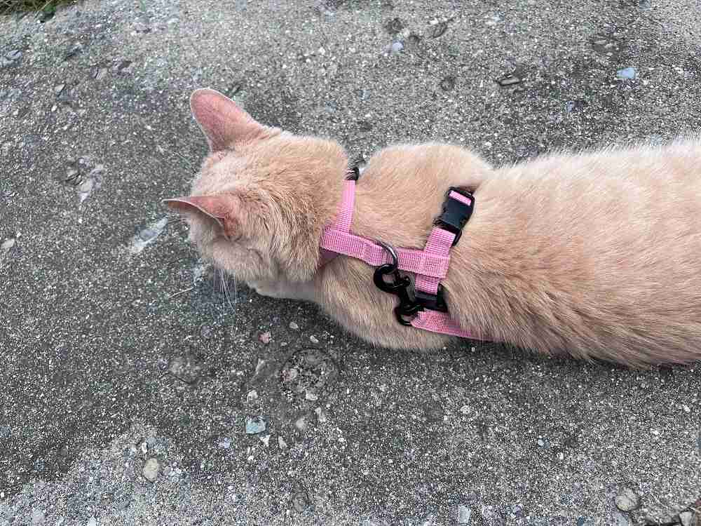 Voyager Step-In Adjustable Cat Harness