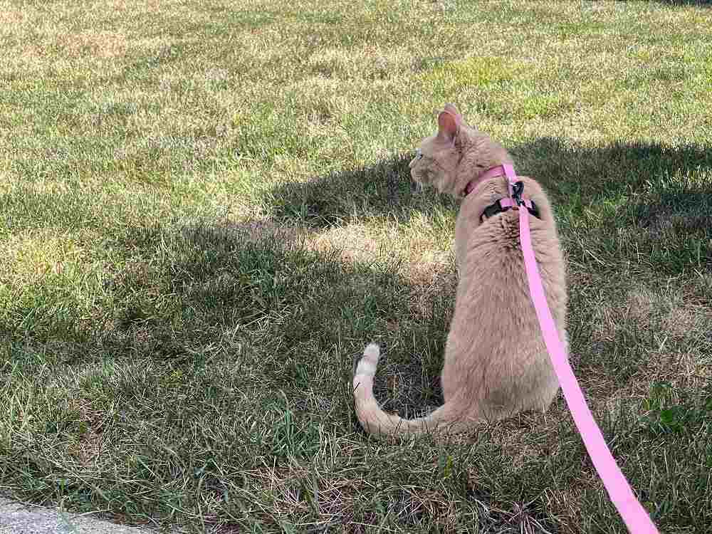 Voyager Step-In Adjustable Cat Harness