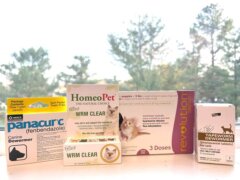 meilleurs vermifuges pour chats