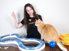 meilleurs jouets pour chats